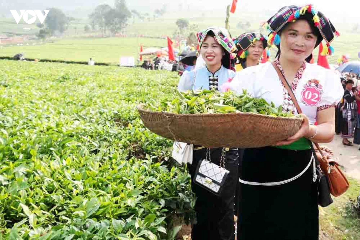 Lai Châu chuyển mình mạnh mẽ từ nông nghiệp xanh và bền vững